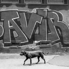 Hund vor Graffiti