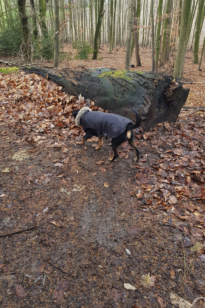 Hund vor liegendem Totholz.