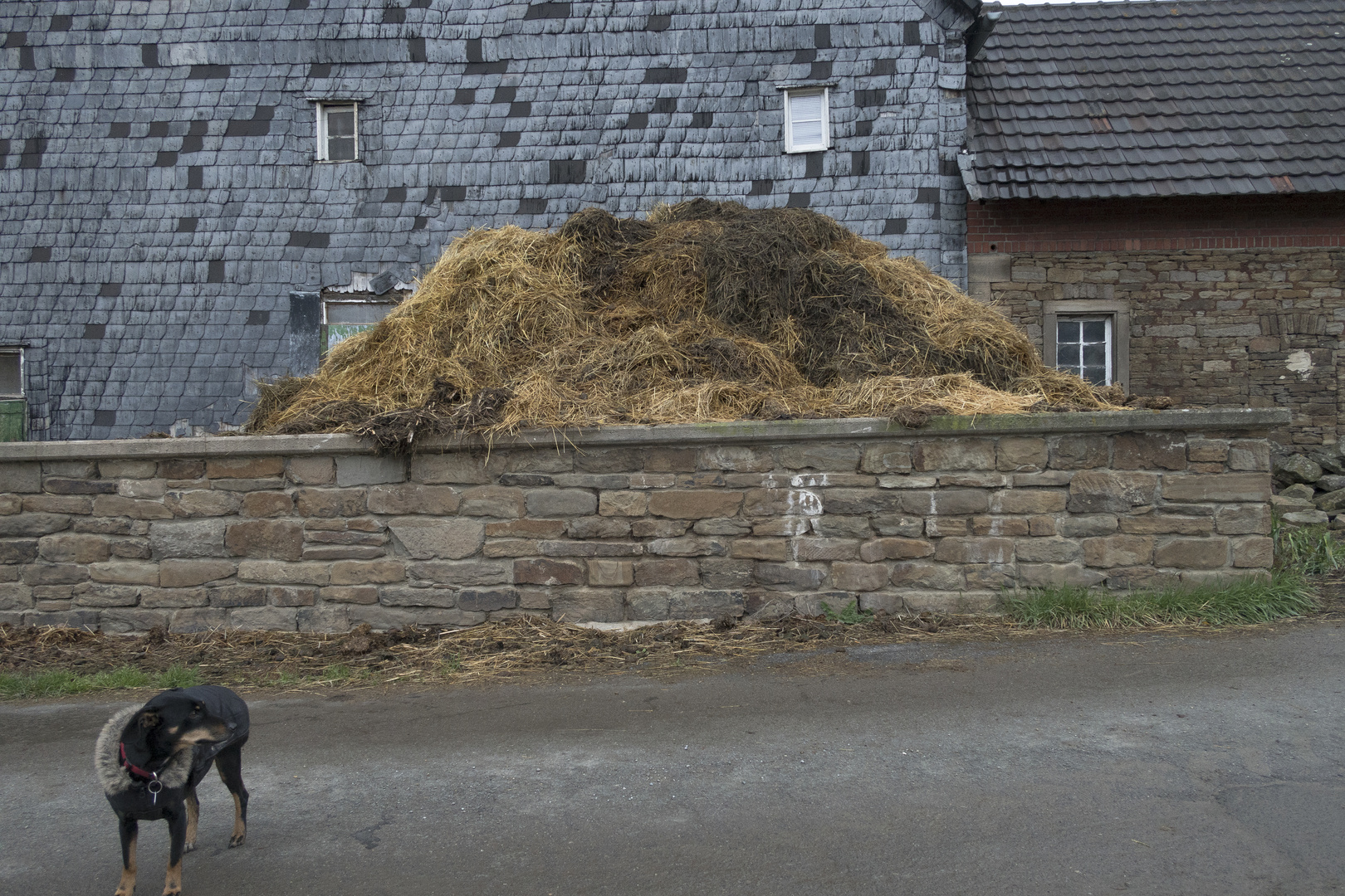 Hund vor Mauer vor Haufen vor Haus.