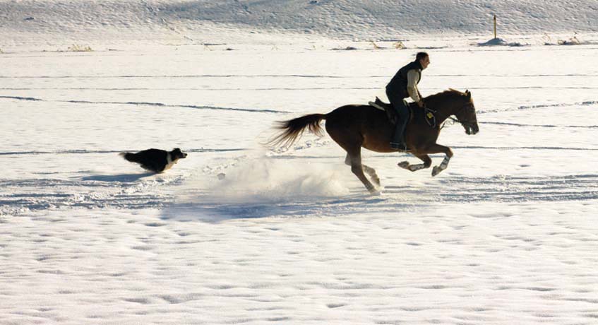 Hund vs. Pferd