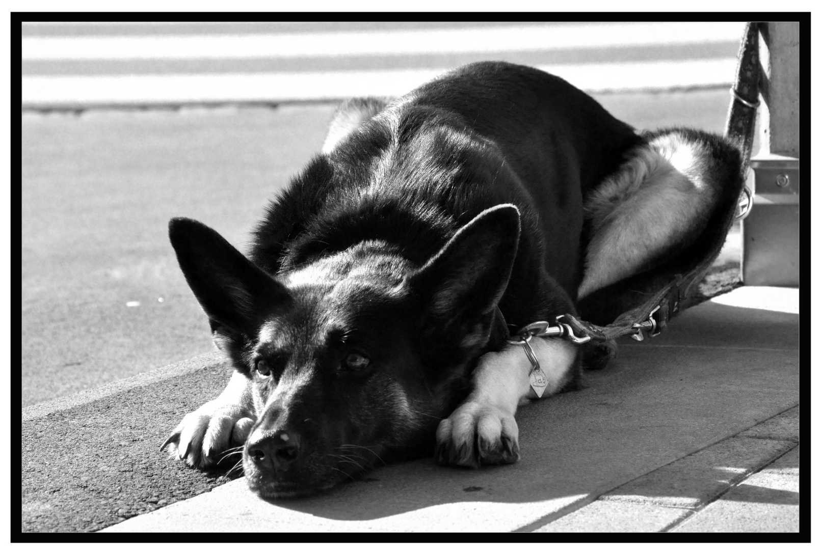 Hund wartet auf Herrchen