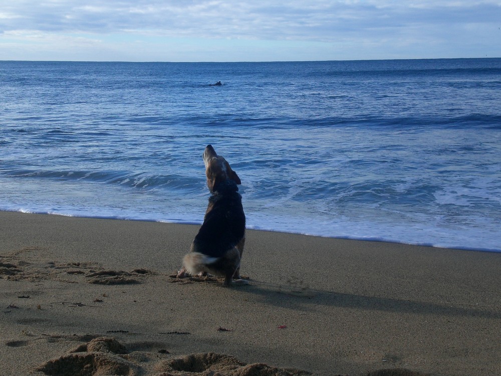 Hund wartet auf sein surfendes Herrchen