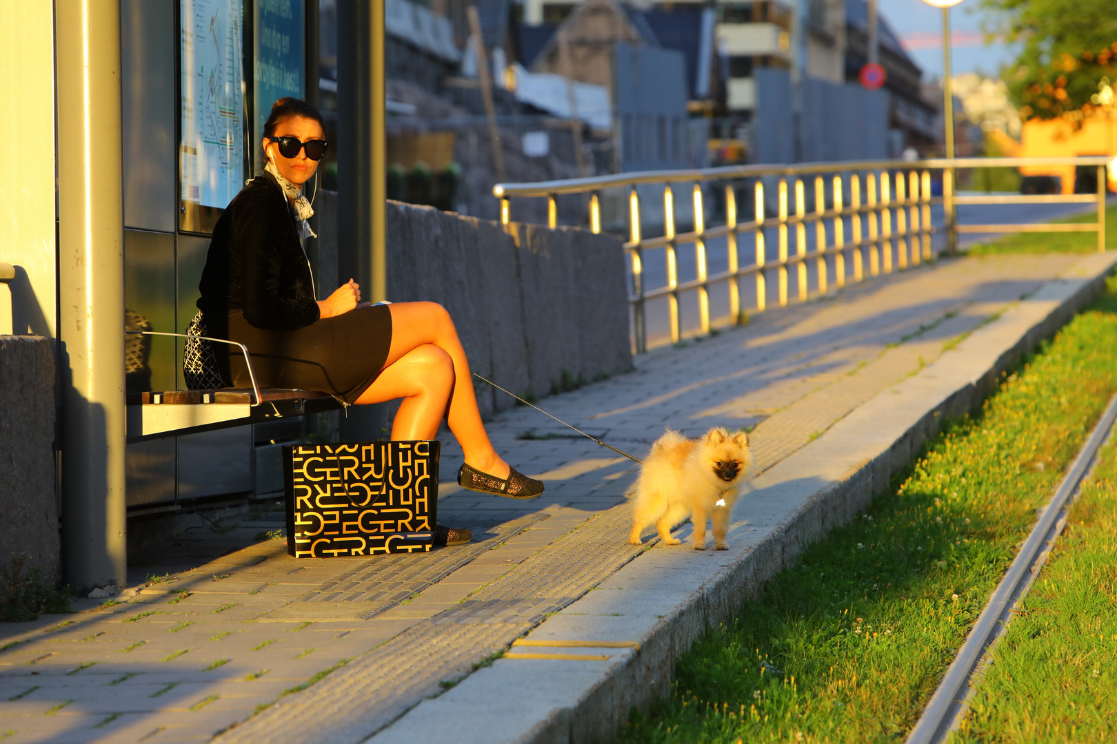 Hund wartet auf Tram...mit Frauchen