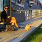 Hund wartet auf Tram...mit Frauchen