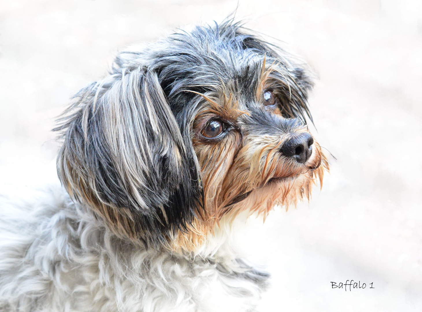 Hund: "Warum ist das menschliche Gehirn so leistungsfähig?"