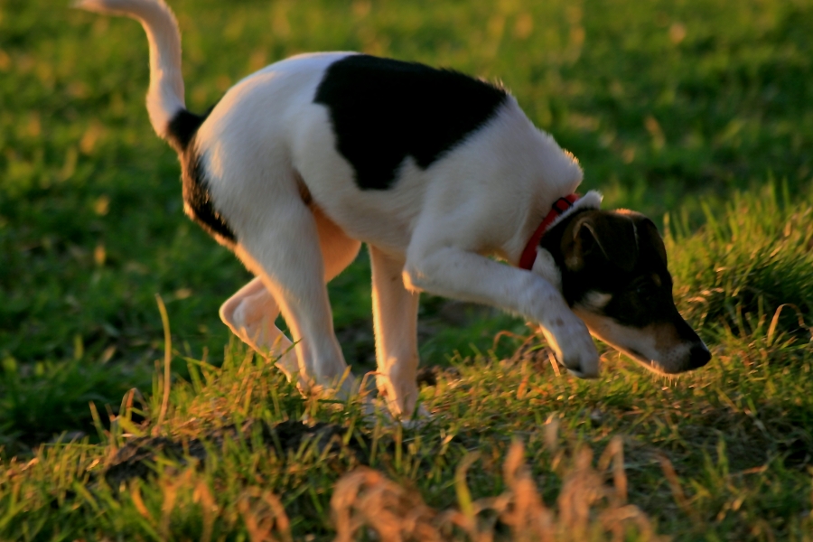 Hund, was ist los?