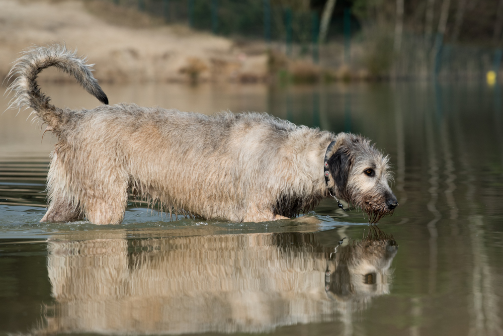 Hund Wasser