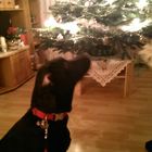 Hund Weihnachtsgeschenke