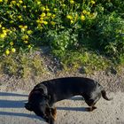 Hund wirft langen Schatten und wendet sich frei von intentionaler empfindung von Löwenzahn ab.