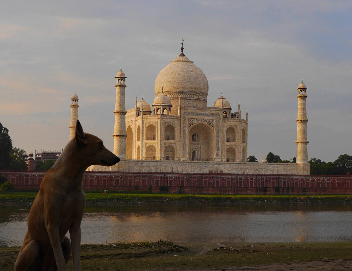 Hund, Yamuna und das Taj Mahal an einem Freitag