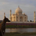 Hund, Yamuna und das Taj Mahal an einem Freitag