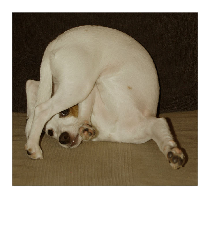 Hund + Yoga = FC-kompatibel