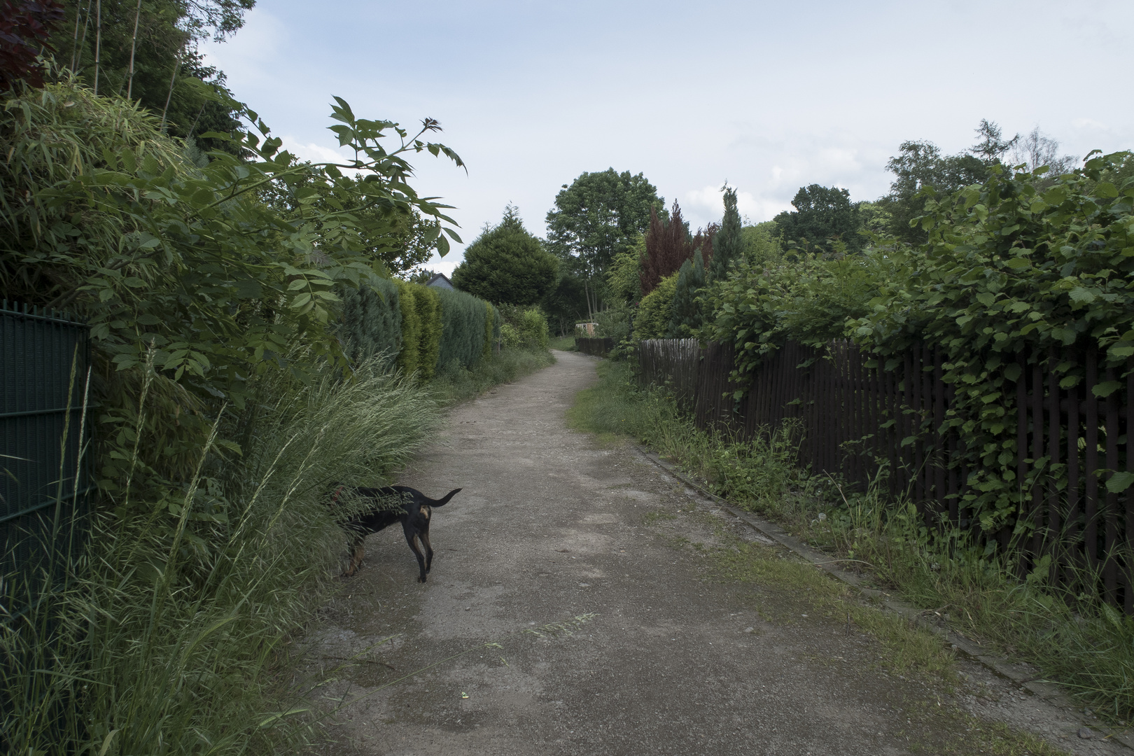 Hund zeigt wo man sich am besten einen Schwung von diesen lustig zwickenden Zecken einfängt.