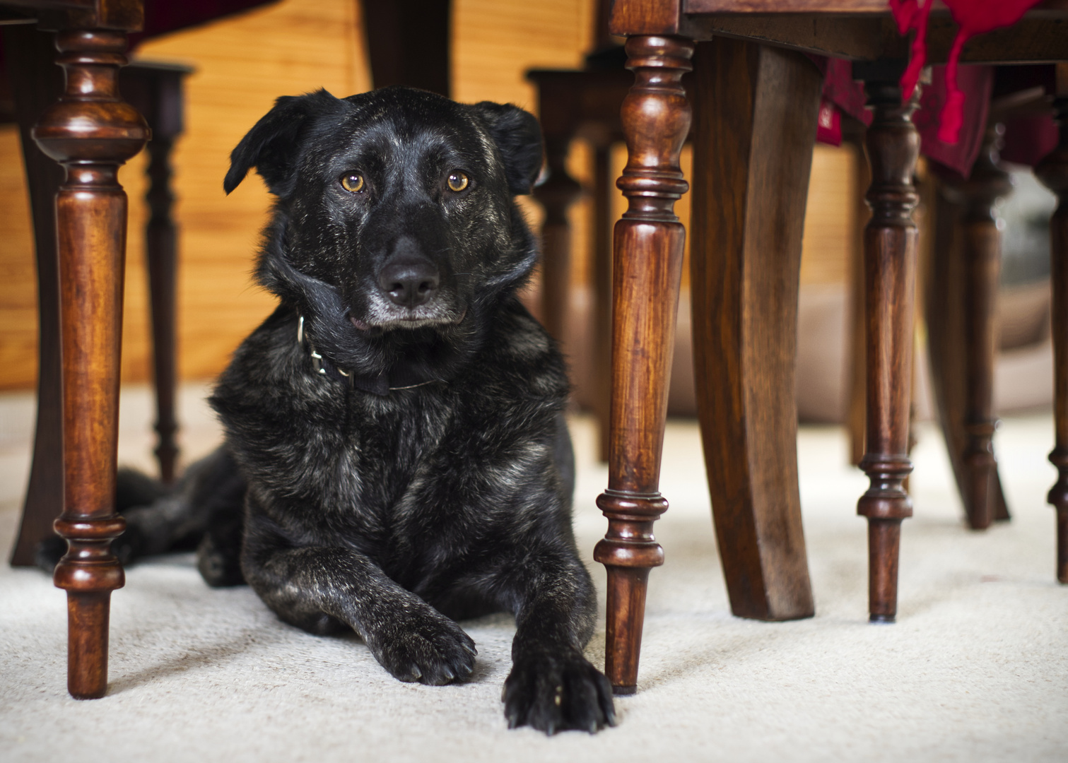 Hund zu Besuch