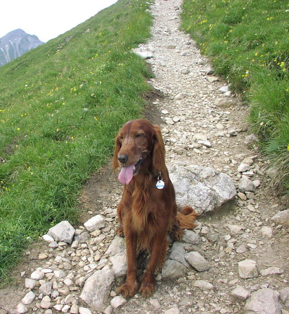 Hund zwischen Mensch und Unmensch