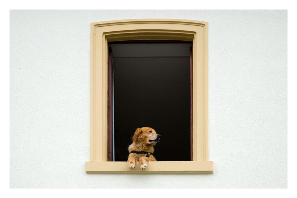 Hund_am_Fenster