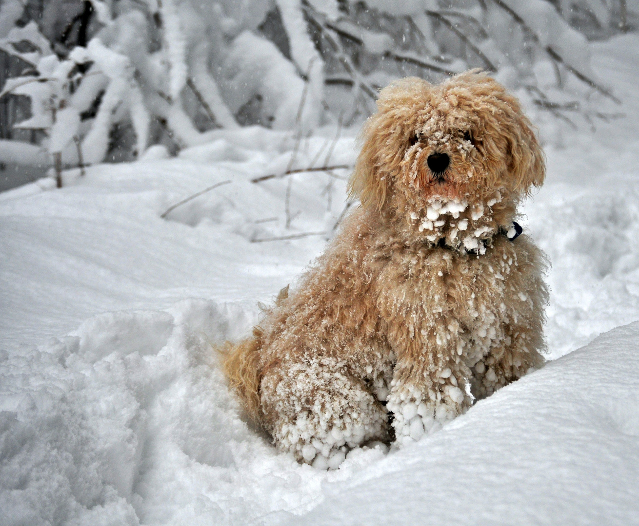 "Hundchen im Schnee"