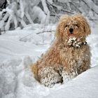 "Hundchen im Schnee"