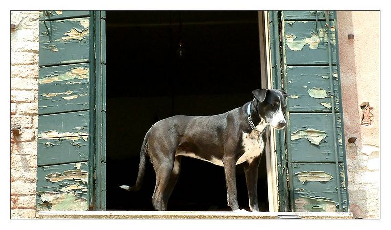 Hundchen in Venedig...