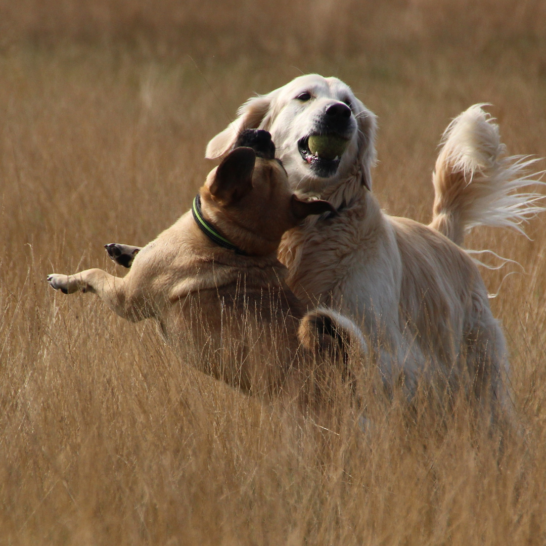 Hunde