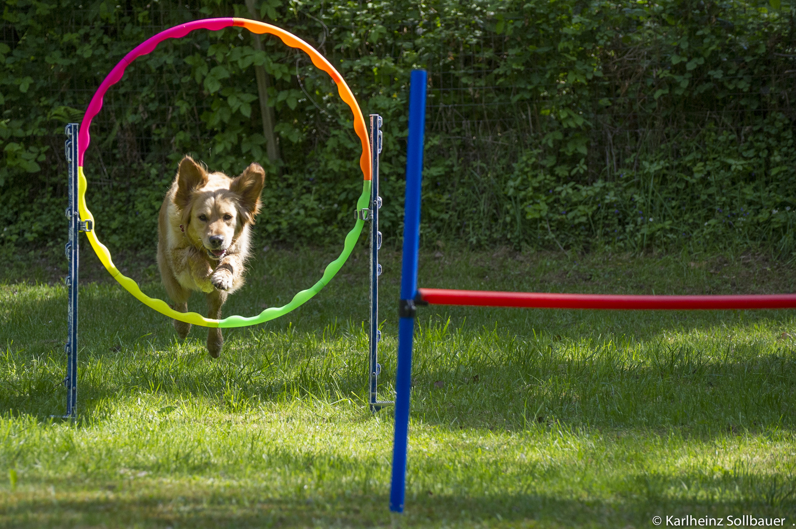 Hunde-Abenteuer-Spielplatz Passeiertal