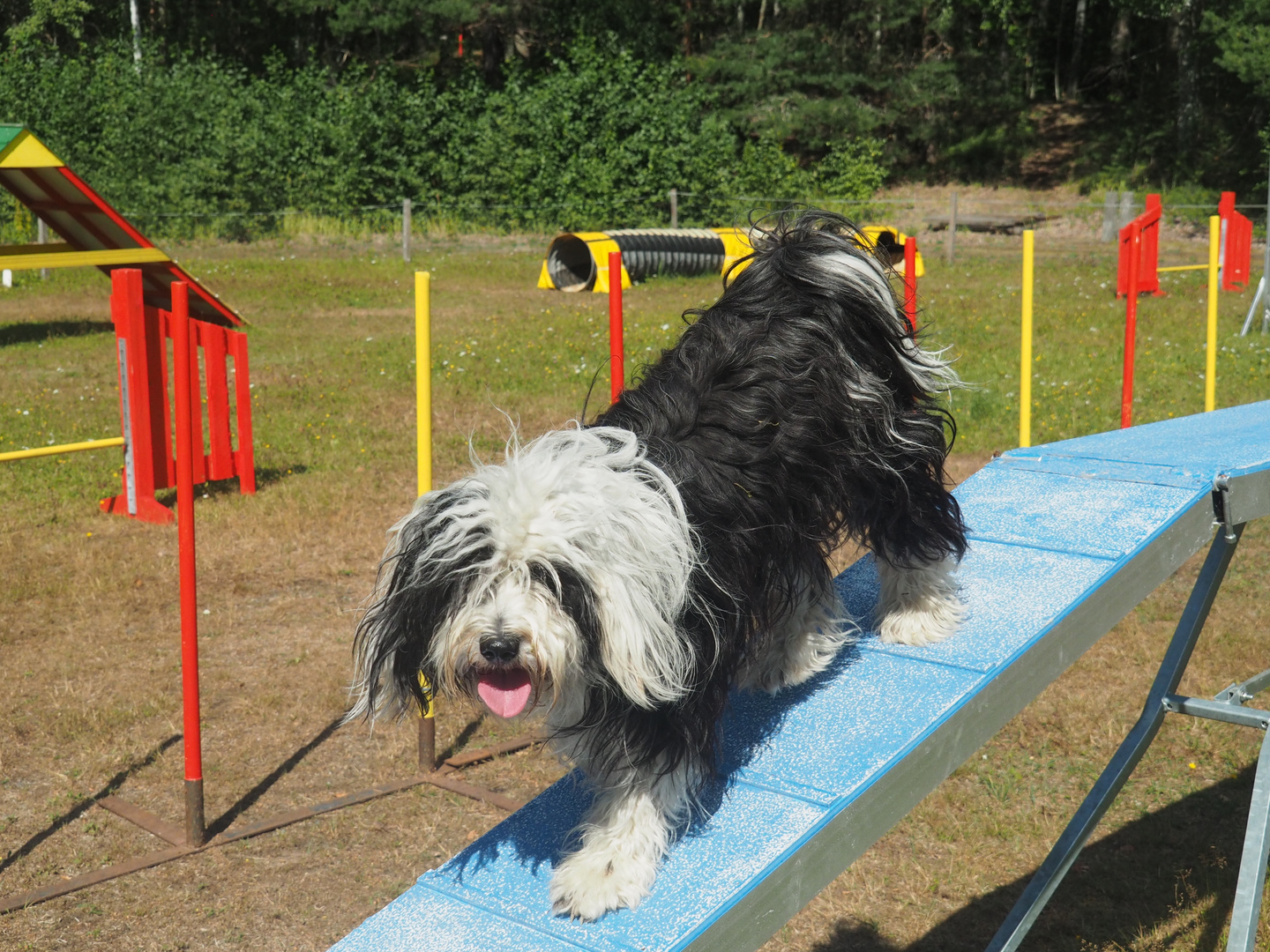 Hunde agility - Tibet-Terrier