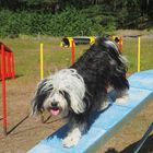 Hunde agility - Tibet-Terrier