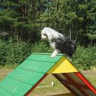 Hunde agility - Tibet-Terrier