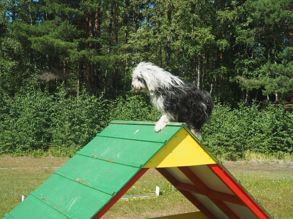 Hunde agility TibetTerrier Foto & Bild hunde, hund, natur Bilder