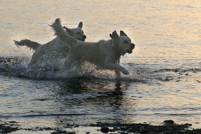 Hunde am Bodensee