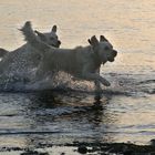 Hunde am Bodensee