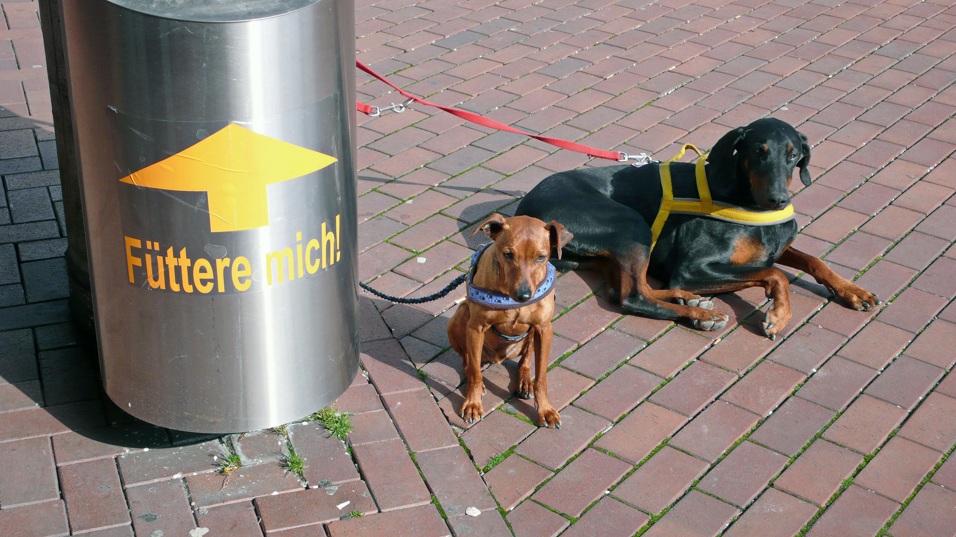 Hunde am Neumarkt