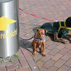 Hunde am Neumarkt