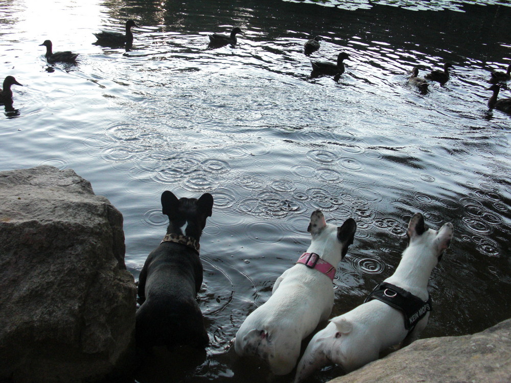 Hunde am See