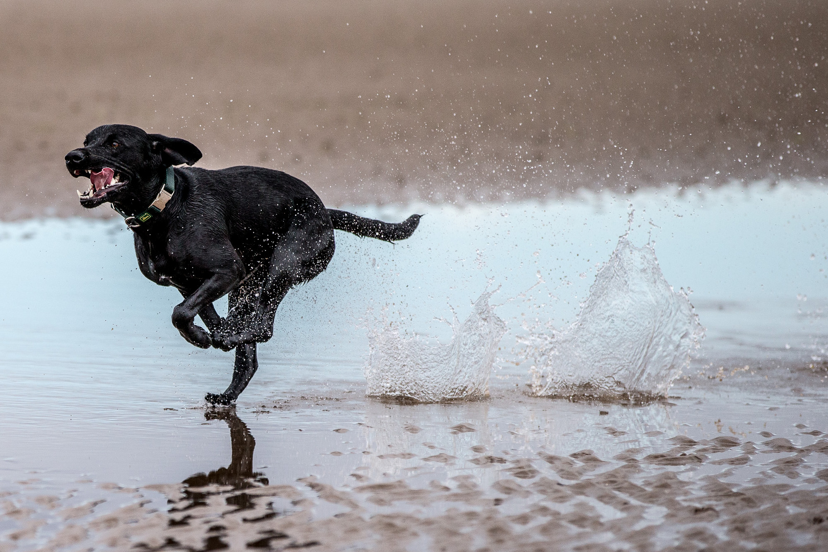 Hunde am Strand