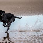 Hunde am Strand