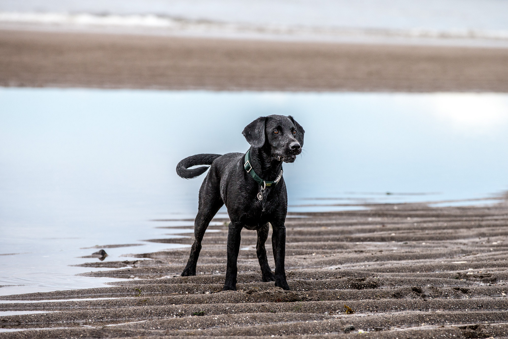 Hunde am Strand 2