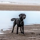 Hunde am Strand 2