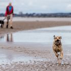 Hunde am Strand 3