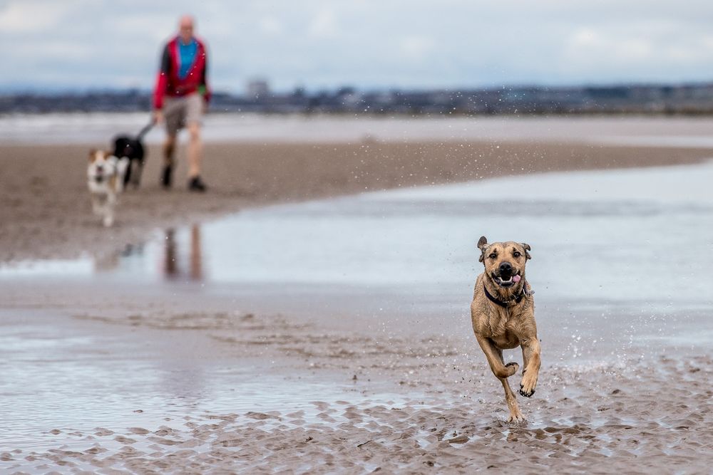 Hunde am Strand 3