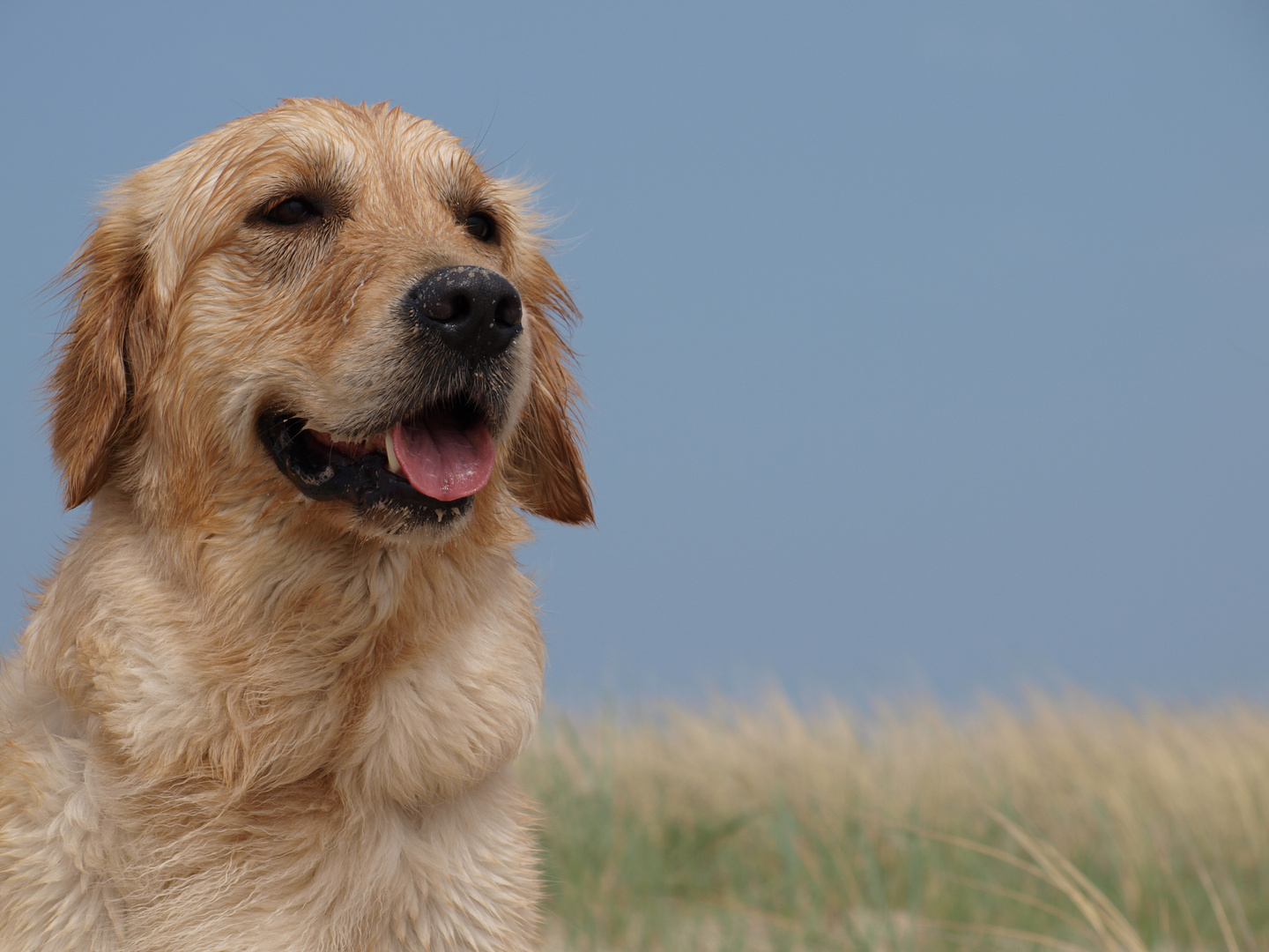 Hunde am Strand