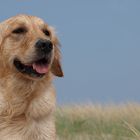 Hunde am Strand