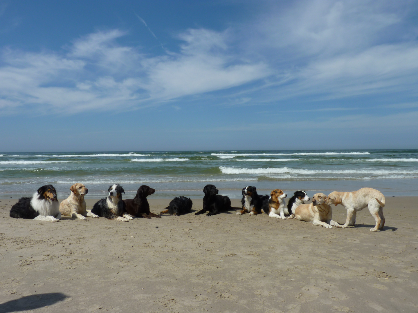 Hunde am Strand