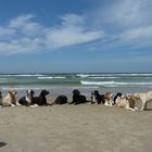 Hunde am Strand