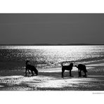 Hunde am Strand