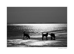 Hunde am Strand