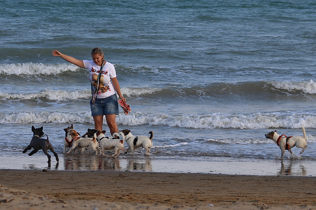 Hunde am Strand