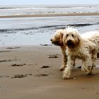 Hunde am Strand von Noordwijk (2)