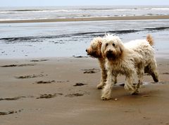 Hunde am Strand von Noordwijk (2)