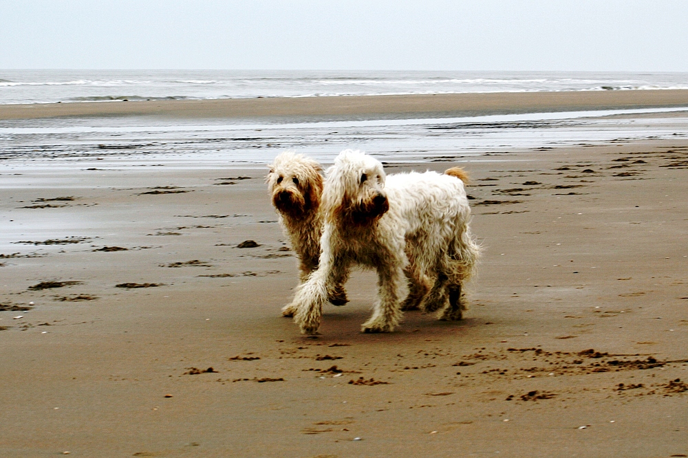 Hunde am Strand von Noordwijk